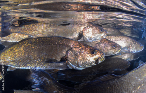  Fish Meagre (Argyrosomus regius)
Mediterranean sea.Fish farming.

