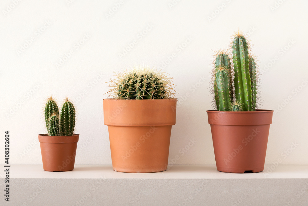Pots of cactuses on shelf Pots of cactuses on shelf