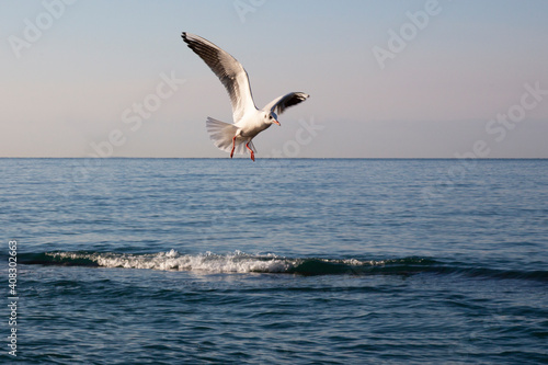 gulls fly over the sea at dawn. White birds on the background of the sea and sky