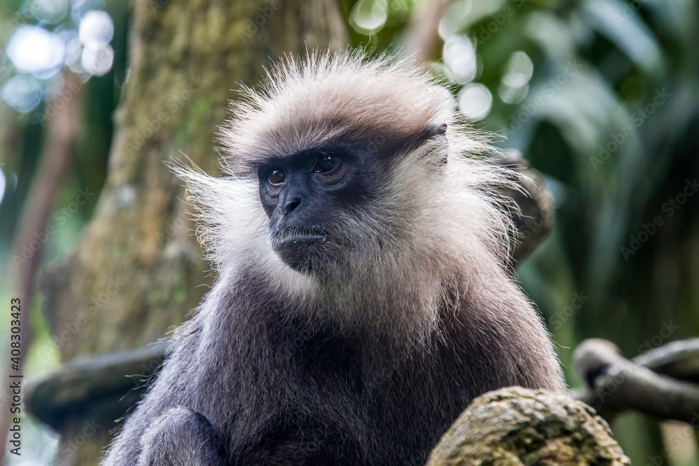 The purple-faced langur (Semnopithecus vetulus)  is a species of Old World monkey that is endemic to Sri Lanka. The animal is a long-tailed arboreal species, identified by a mostly brown dark face.