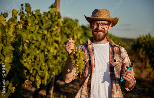Happy winemaker showing harvested grapes photo