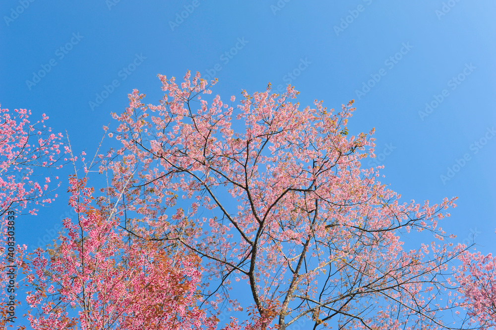 Prunus cerasoides in selective focus point Prunus cerasoides in selective focus point