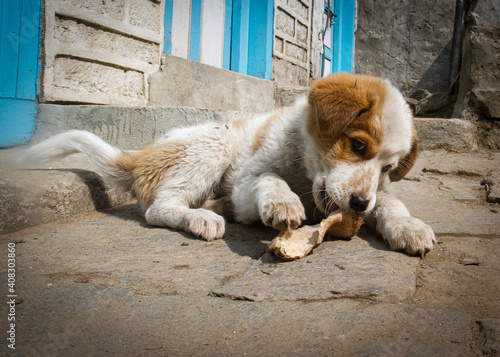 Dog enjoying a bone at a remote village on the way back from Everest Base Camp © Graham