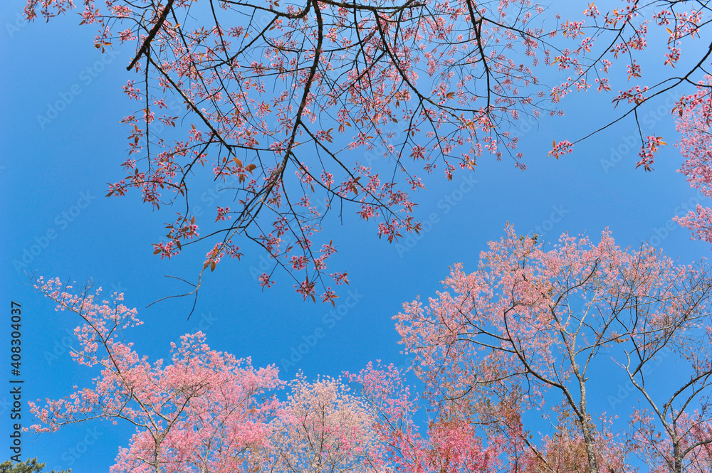 Prunus cerasoides in selective focus point