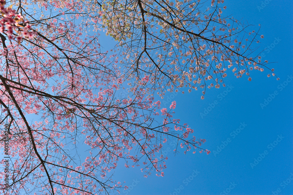 Prunus cerasoides in selective focus point Prunus cerasoides in selective focus point