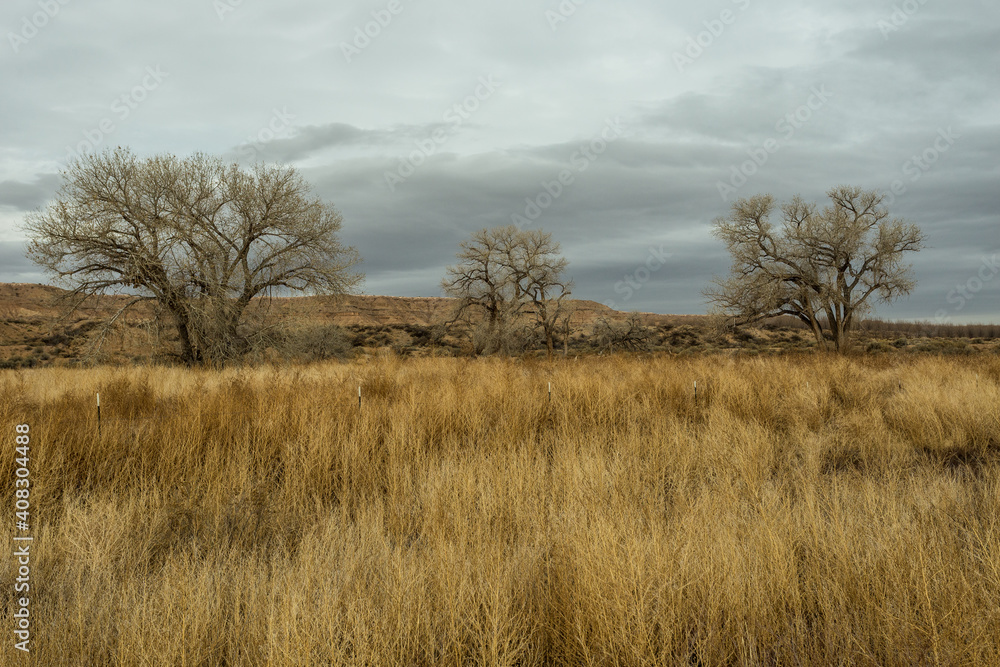 Three barren trees sitting in yellow grass field in open desert range on cloudy day in rural New Mexico