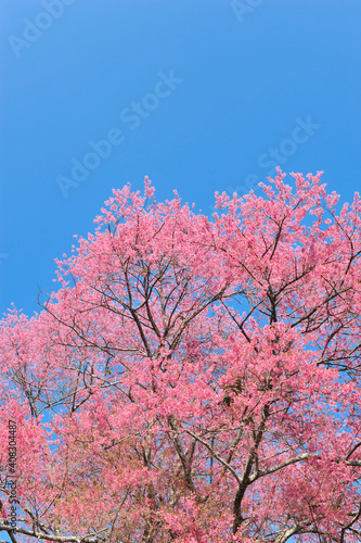 Prunus cerasoides in selective focus point