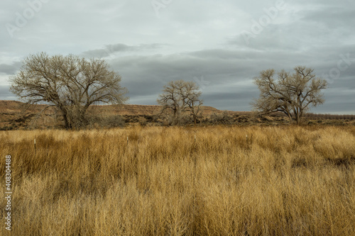 Three barren trees sitting in yellow grass field in open desert range on cloudy day in rural New Mexico