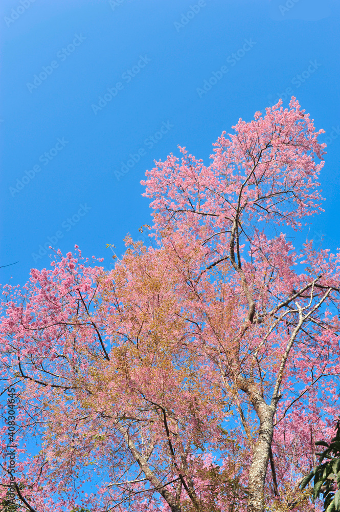 Prunus cerasoides in selective focus point Prunus cerasoides in selective focus point