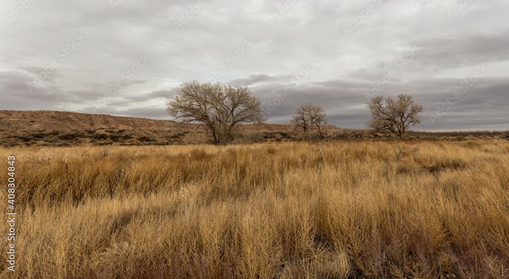 Three barren trees in tall grass field with mesa plateau in open desert range on cloudy day in rural New Mexico Three barren trees in tall grass field with mesa plateau in open desert range on cloudy day in rural New Mexico
