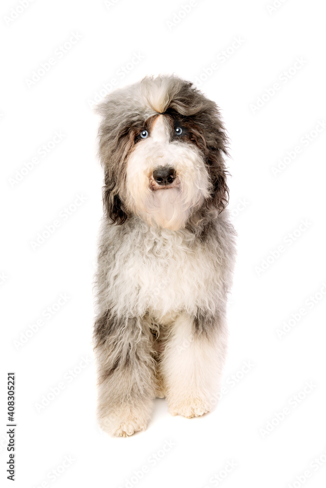 Sheepadoodle dog isolated on white Sheepadoodle dog isolated on white