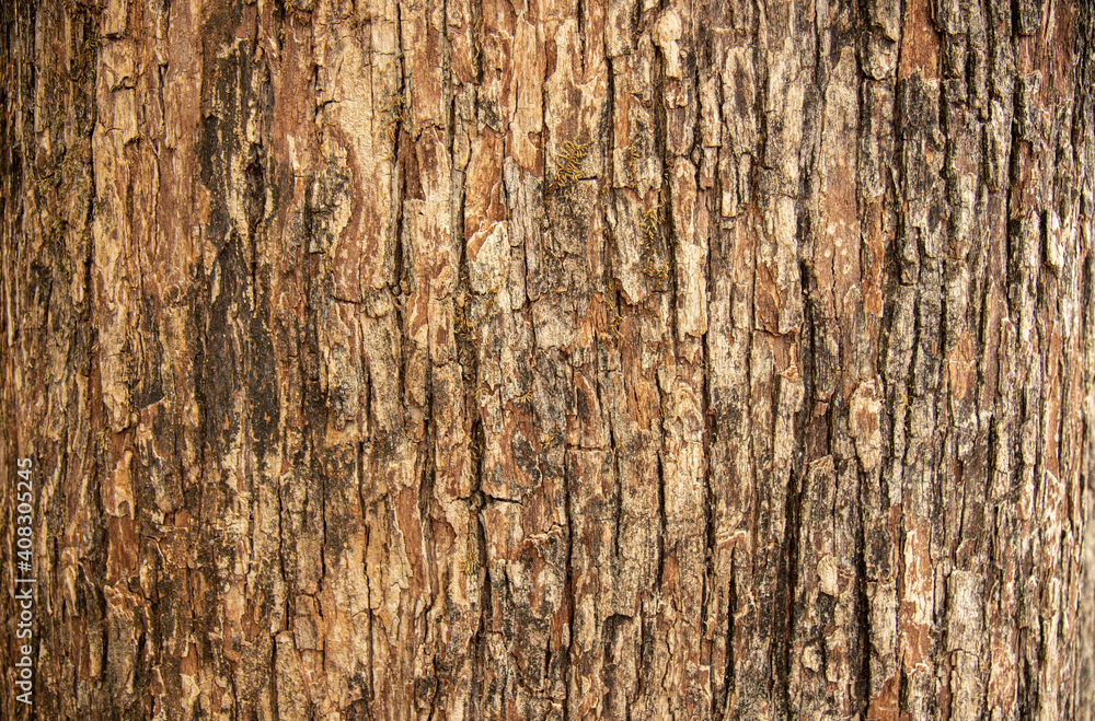 Bark pattern is seamless texture from tree. For background work Bark pattern is seamless texture from tree. For background work