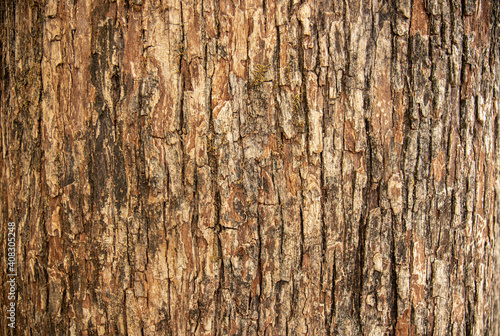 Bark pattern is seamless texture from tree. For background work photo
