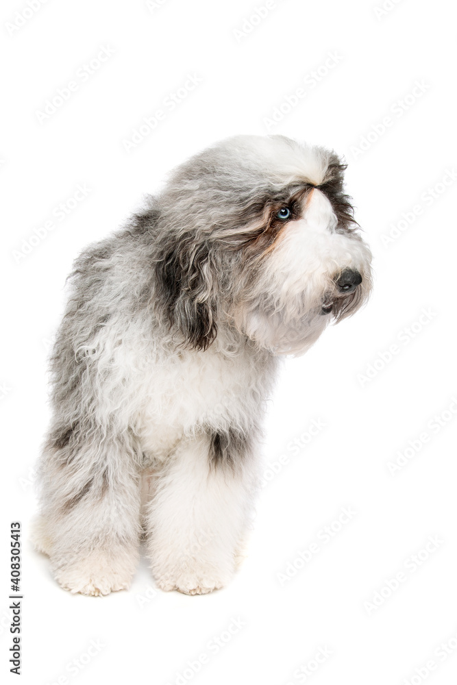 Sheepadoodle dog isolated on white