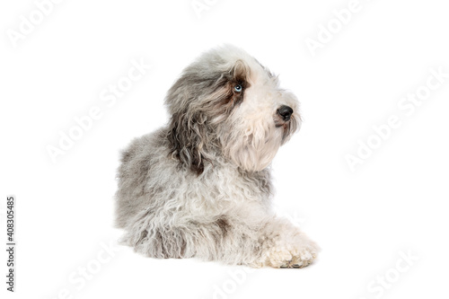 Sheepadoodle dog isolated on white