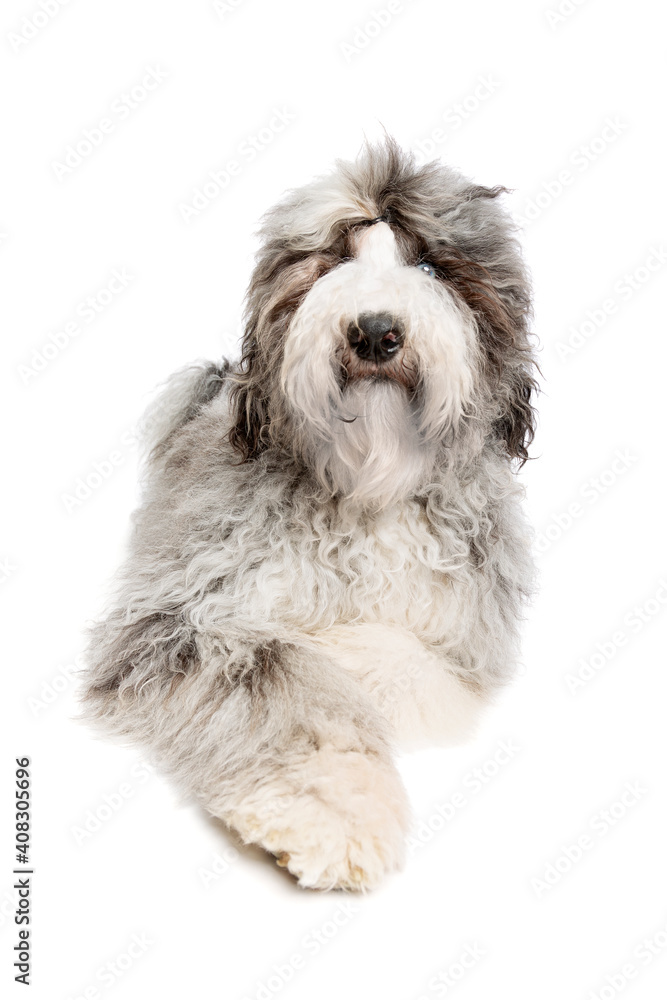 Sheepadoodle dog isolated on white