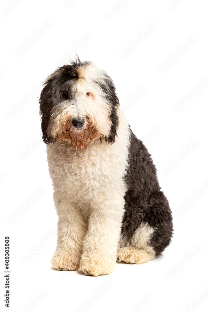 Sheepadoodle dog isolated on white Sheepadoodle dog isolated on white
