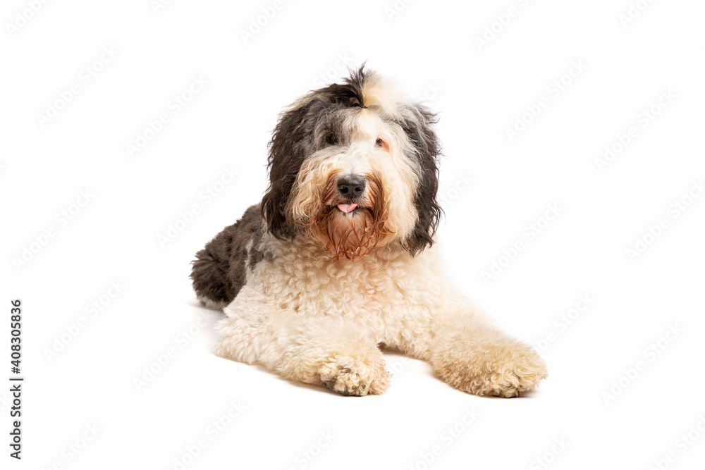 Sheepadoodle dog isolated on white Sheepadoodle dog isolated on white
