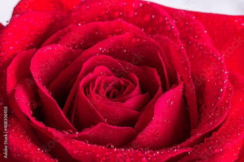 Fototapeta Naklejka Na Ścianę i Meble -  Petal of red rose with water drops. Close-up - Image