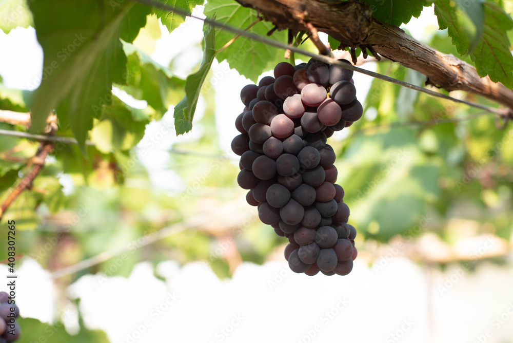 Fototapeta premium grapes ready for harvest. Ripening bunch of grapes on vines growing in vineyard
