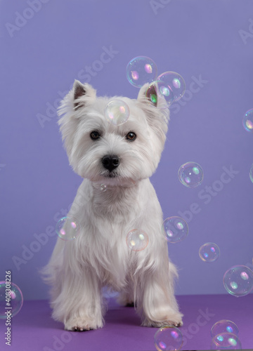 Cute West Highland White Terrier dog on purple background after grooming. Dog portrait among soap bubbles. Copy Space. Place for text