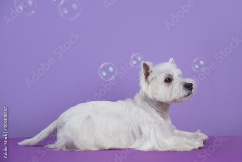 Cute West Highland White Terrier dog on purple background after grooming. Dog portrait among soap bubbles. Copy Space. Place for text