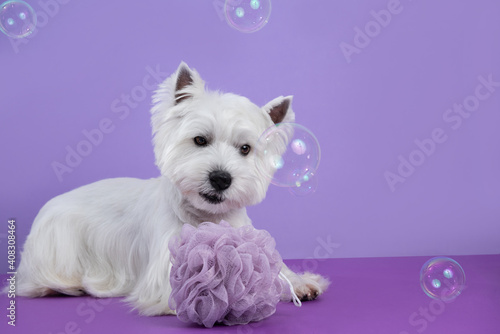 Cute West Highland White Terrier dog on purple background after bath, grooming. Dog portrait among soap bubbles. Copy Space. Place for text