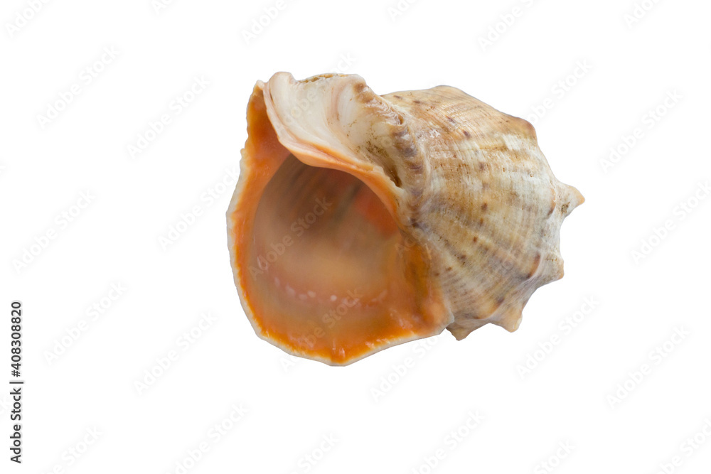 Marine big light bright yellow orange gastropod seashell on white Marine big light bright yellow orange gastropod seashell on white