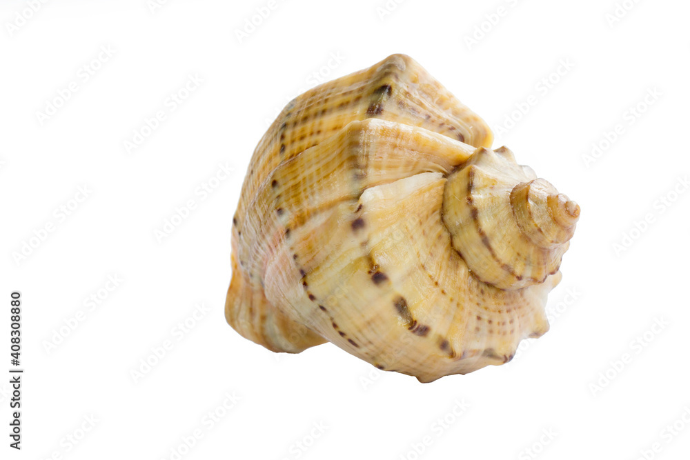 Big light bright yellow orange gastropod close-up on white background