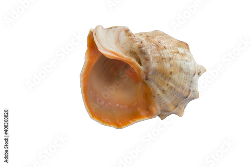 Marine big light bright yellow orange gastropod seashell on white