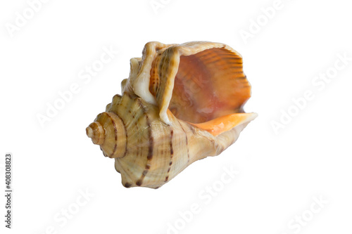 Marine bright yellow orange gastropod seashell close-up on white background