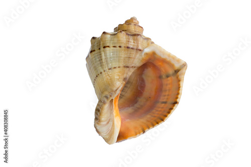 Big light yellow orange gastropod seashell close-up on white background