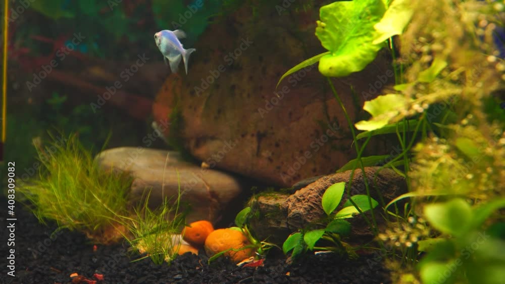 Blue Ternary genetically modified fish in the aquarium. Gymnocorymbus ternetzi. Soft focus. Blue Ternary genetically modified fish in the aquarium. Gymnocorymbus ternetzi. Soft focus.