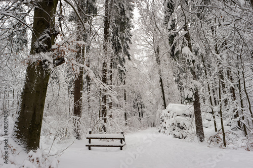 Winter wonderland forest scene after record high heavy snowfall in Switzerland