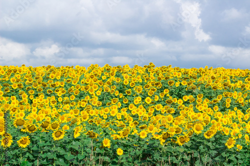 Yellow field of sunflowers with gray cloudy sky view