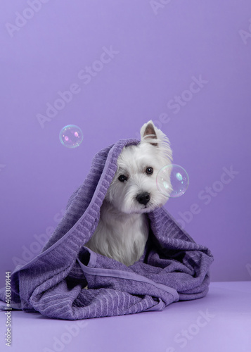 Cute West Highland White Terrier dog on purple background after bath. Dog wrapped in a towel among soap bubbles. Pet grooming concept. Copy Space. Place for text
