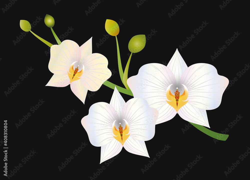 zarte opalisierende weiße Blüten einer Orchidee vor schwarzem Hintergrund