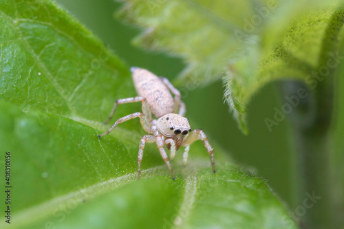 macro of a jumping spider