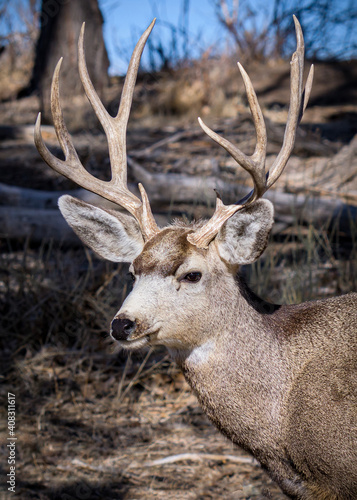 Colorado Wildlife. Wild Deer on the High Plains of Colorado. Mule Deer Buck Portrait © Gary