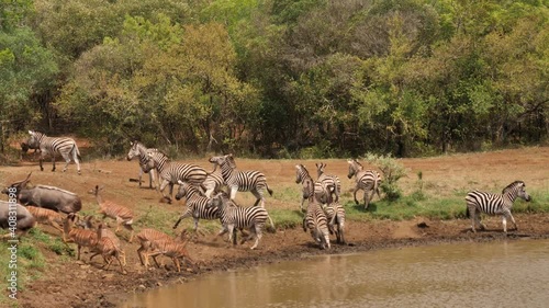 Dazzle of Zebras drinking at muddy African water hole become startled