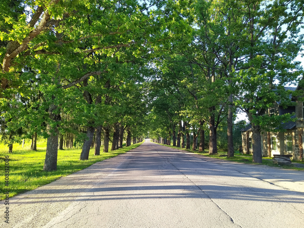 Alley of deciduous trees along the road 