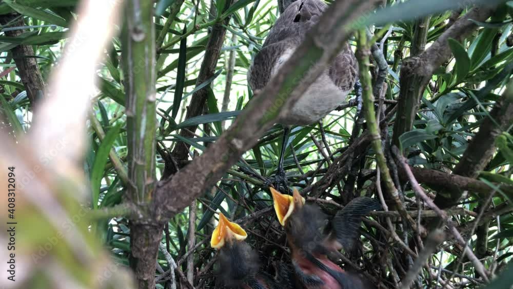 Hungry Hatchlings Of A Chalk-browed Mockingbird On Nest Open Mouth For Food - close up, high angle Hungry Hatchlings Of A Chalk-browed Mockingbird On Nest Open Mouth For Food - close up, high angle