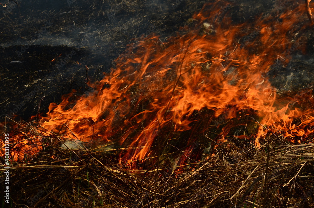 coastal zone of marsh creek, strong smoke from fire of liana overgrowth. Spring fires of dry reeds dangerously approach houses of village by river Cleaning fields of reeds, dry grass. Natural disaster coastal zone of marsh creek, strong smoke from fire of liana overgrowth. Spring fires of dry reeds dangerously approach houses of village by river Cleaning fields of reeds, dry grass. Natural disaster