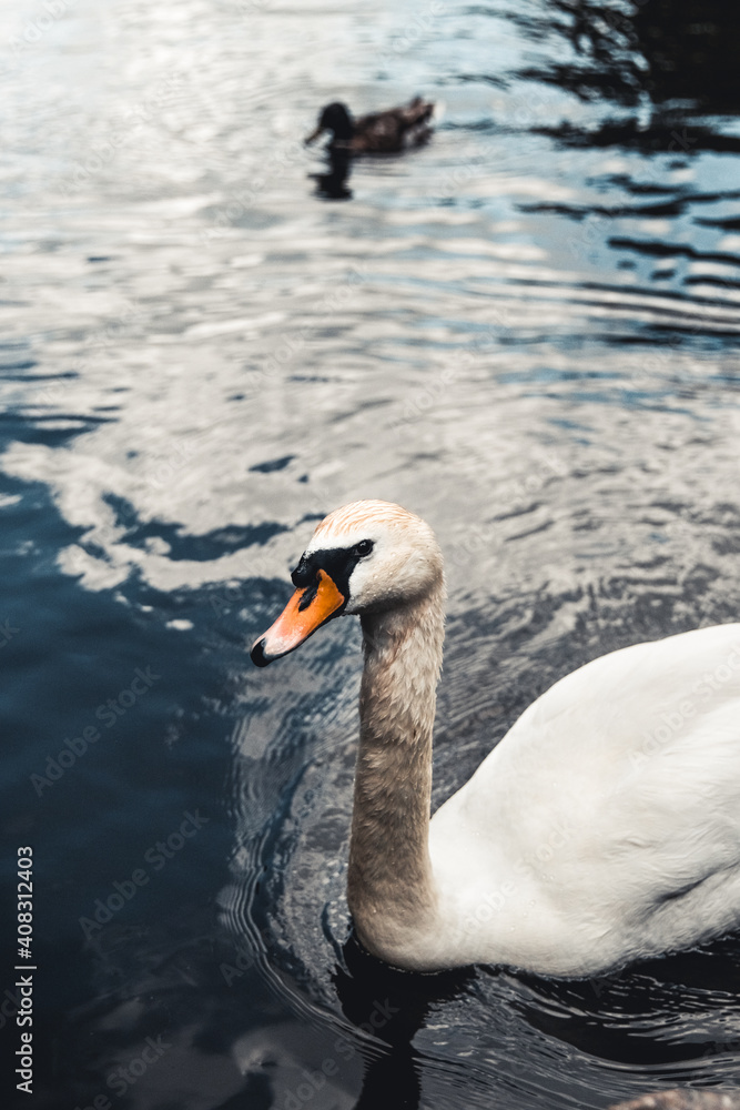 Obraz premium Mute swan and ducks in the background. Taken in Prater, Vienna. The lake used to be a billabong of the Danube river.