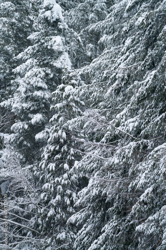 Fotografie Snowy landscape in winter in the Port of Opakua, in the Natural Park of the Sierra de Entzia