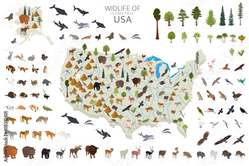 Isometric 3d of USA wildlife. Animals, birds and plants constructor elements isolated on white set. Build your own geography infographics collection. © a7880ss