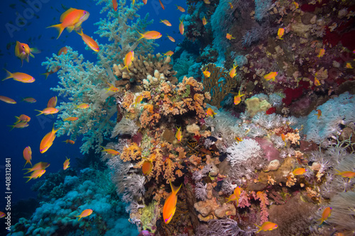 Fototapeta Naklejka Na Ścianę i Meble -  Coral and fish