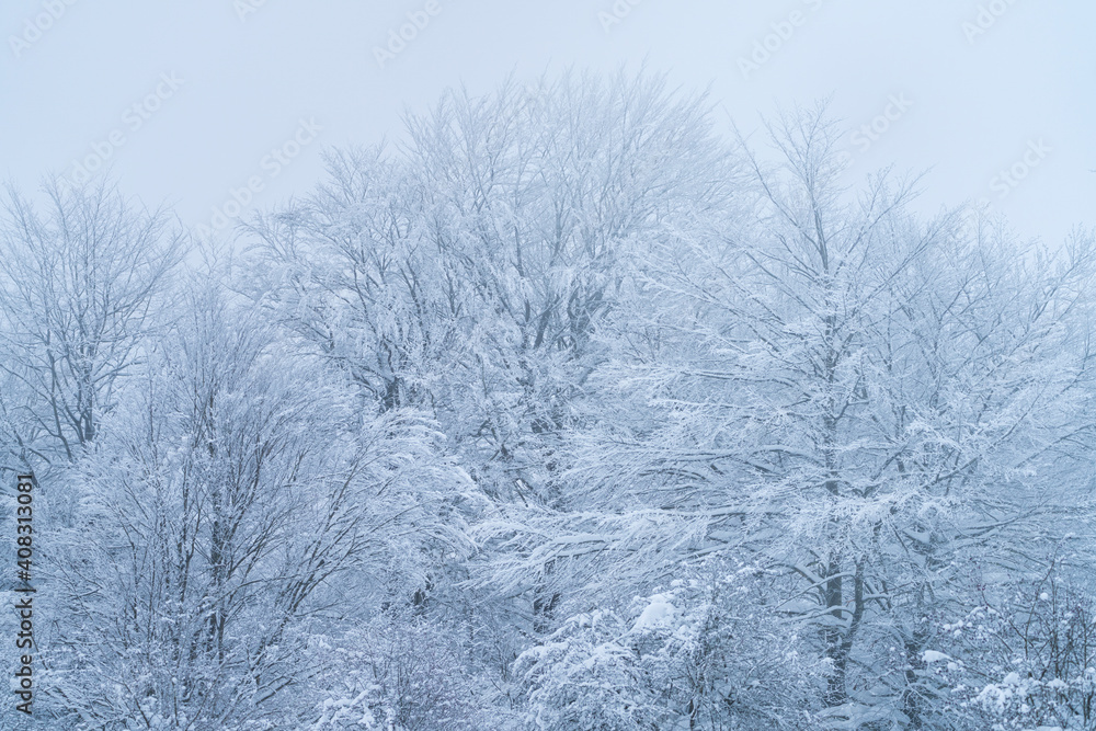 Snowy beech forest in winter in Puerto de Opakua, in the Sierra de Entzia Natural Park. Alava. Basque Country. Spain.Europe Snowy beech forest in winter in Puerto de Opakua, in the Sierra de Entzia Natural Park. Alava. Basque Country. Spain.Europe