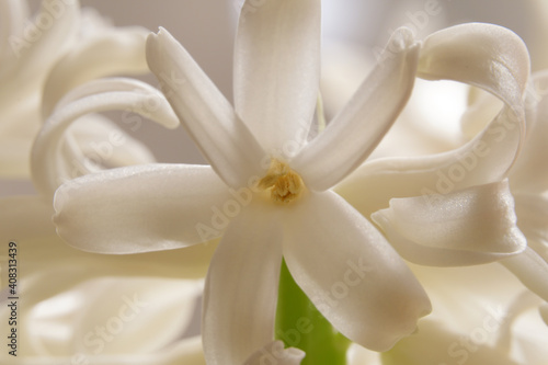 Closeup shot of a white crocus blosso photo