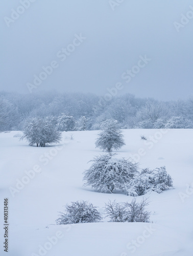 Espino Albar and Beech Forest in the Raso de Opakua snowed in winter in the Port of Opakua, in the Natural Park of the Sierra de Entzia. Alava. Basque Country. Spain.Europe